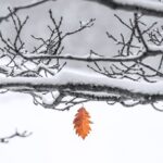 Tree branches covered in snow on them