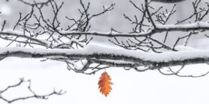 Tree branches covered in snow on them