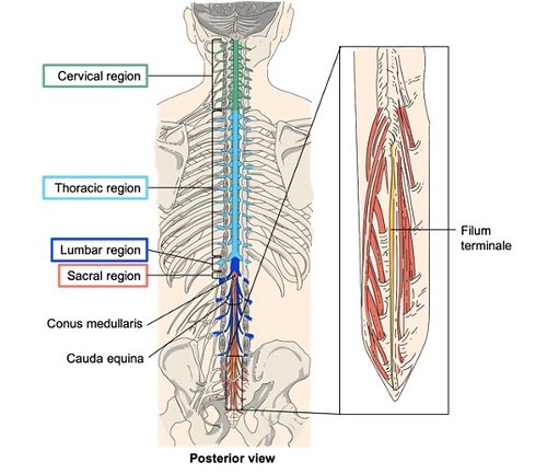 What is Cauda Equina