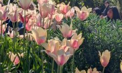 Pale pink and cream tulips in a garden bed, with people seated behind them in bright sunlight.