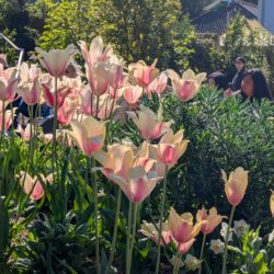 Pale pink and cream tulips in a garden bed, with people seated behind them in bright sunlight.